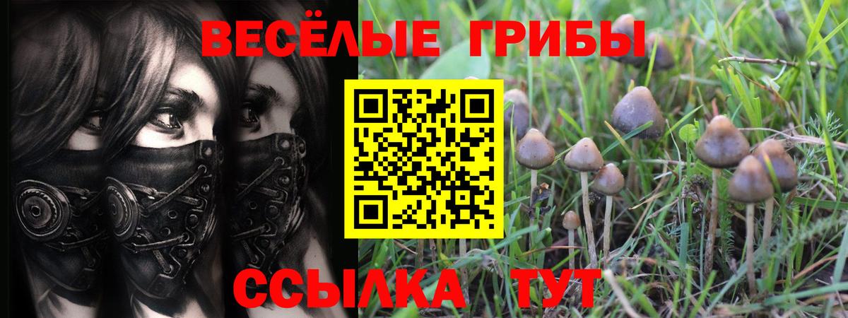 Галлюциногенные грибы Psilocybe  Вход с VPN  Свободный 